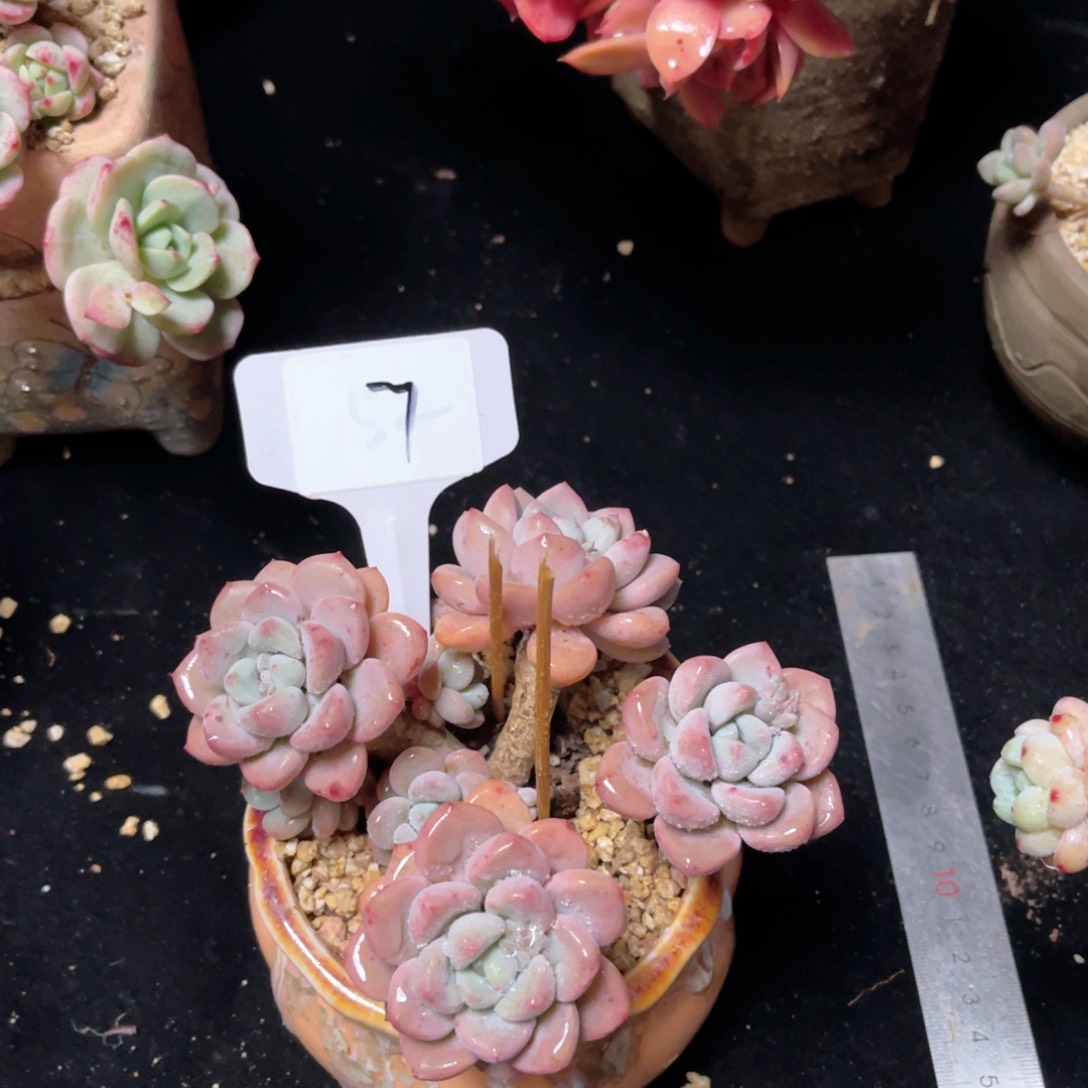 7 一物一拍 精品