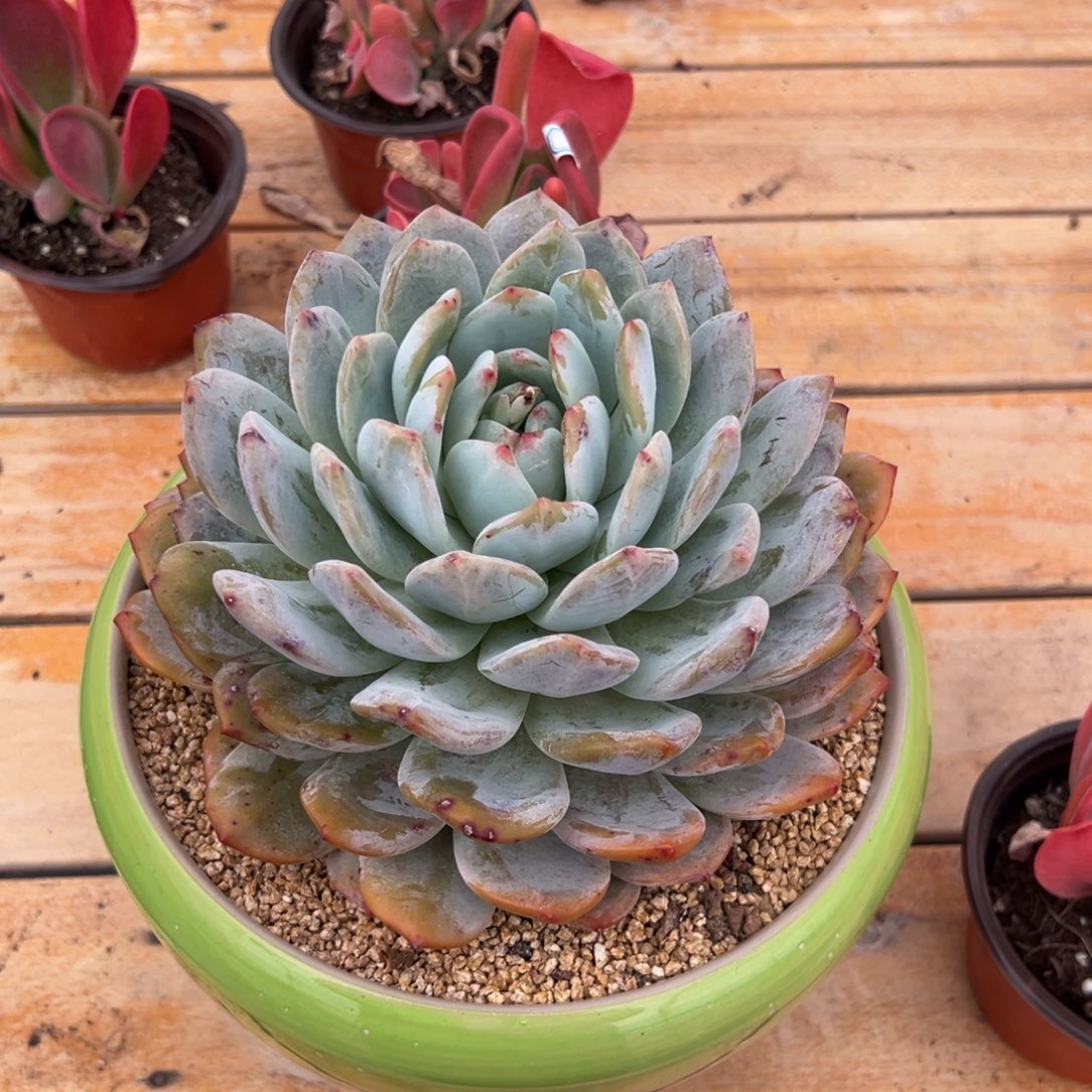 多肉单头大橙子【非偏远地区满18包邮】