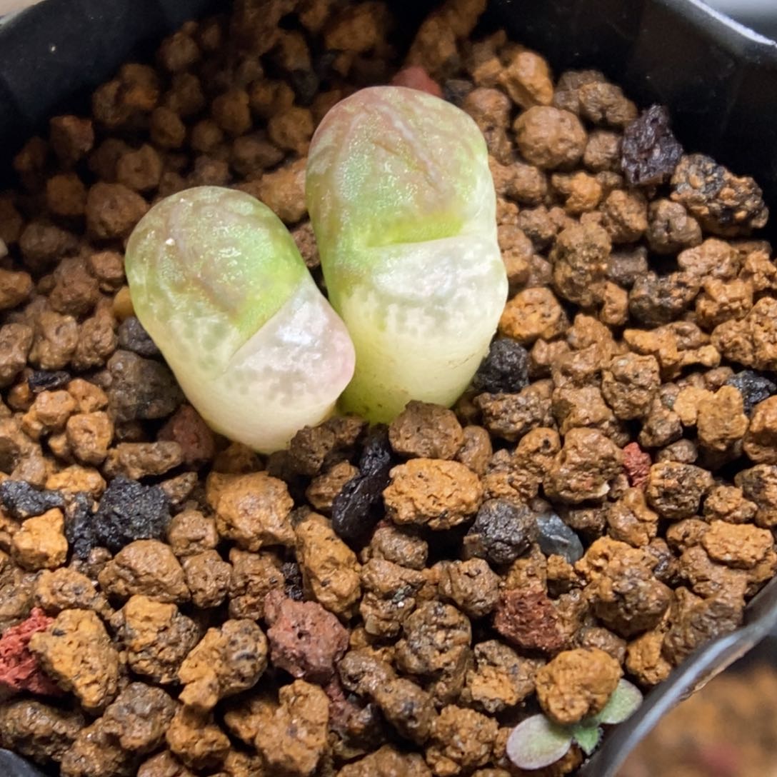 多肉植物肉锥杂交K-907 风铃杂 锦 福利