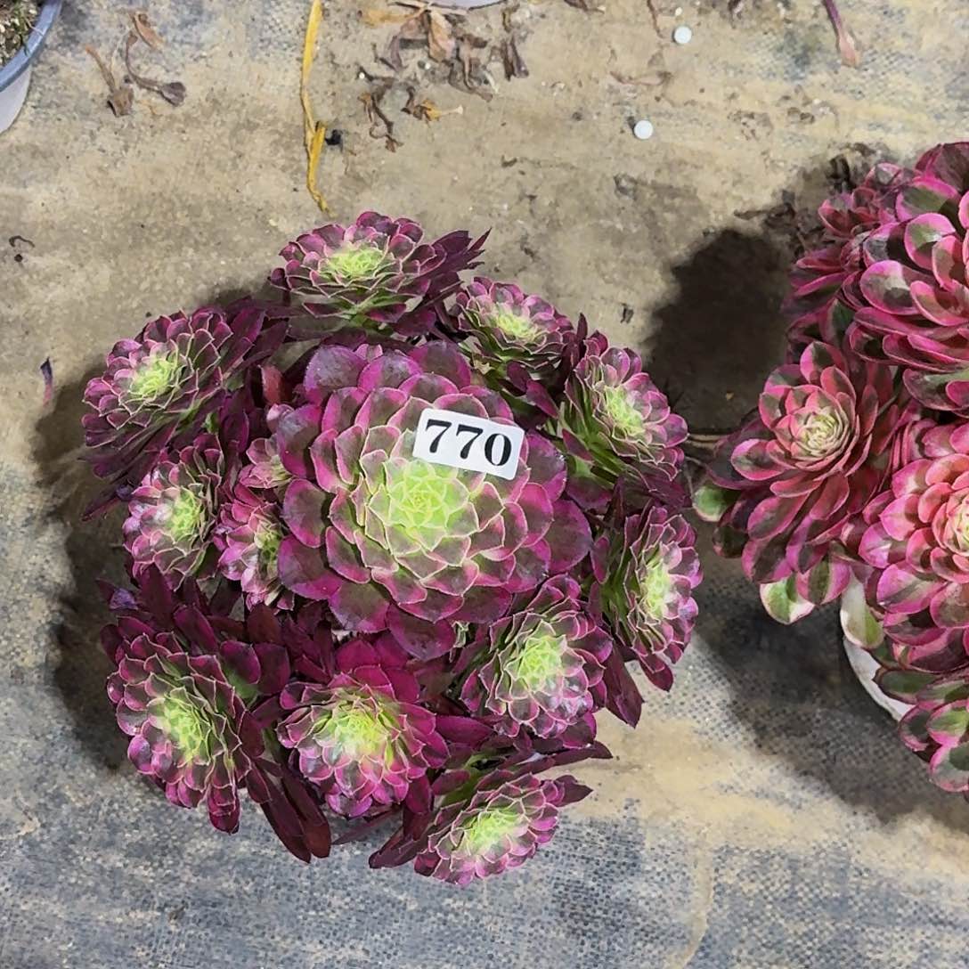 770天合嫩桩多肉植物