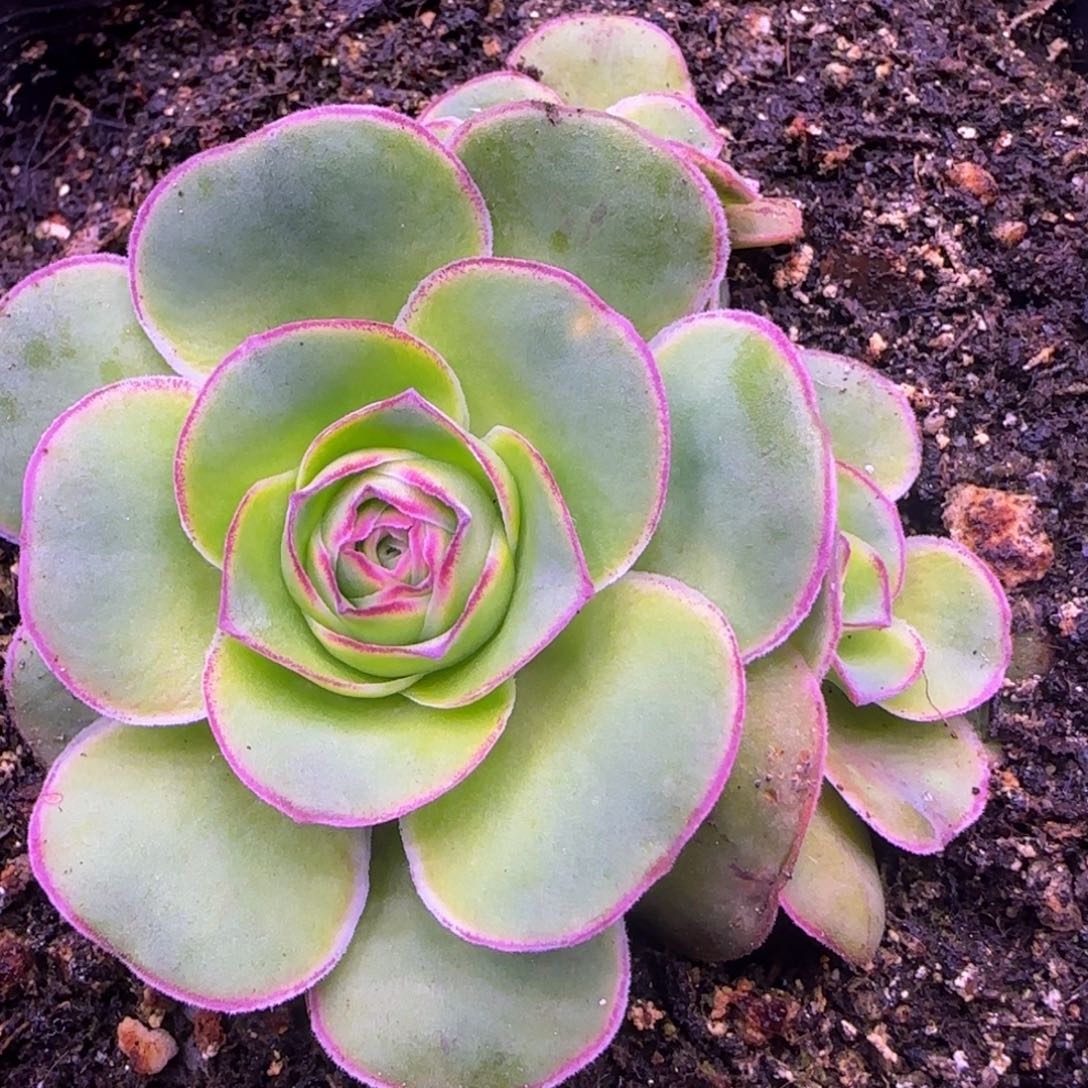 米奇头包心6.5厘米11343435353