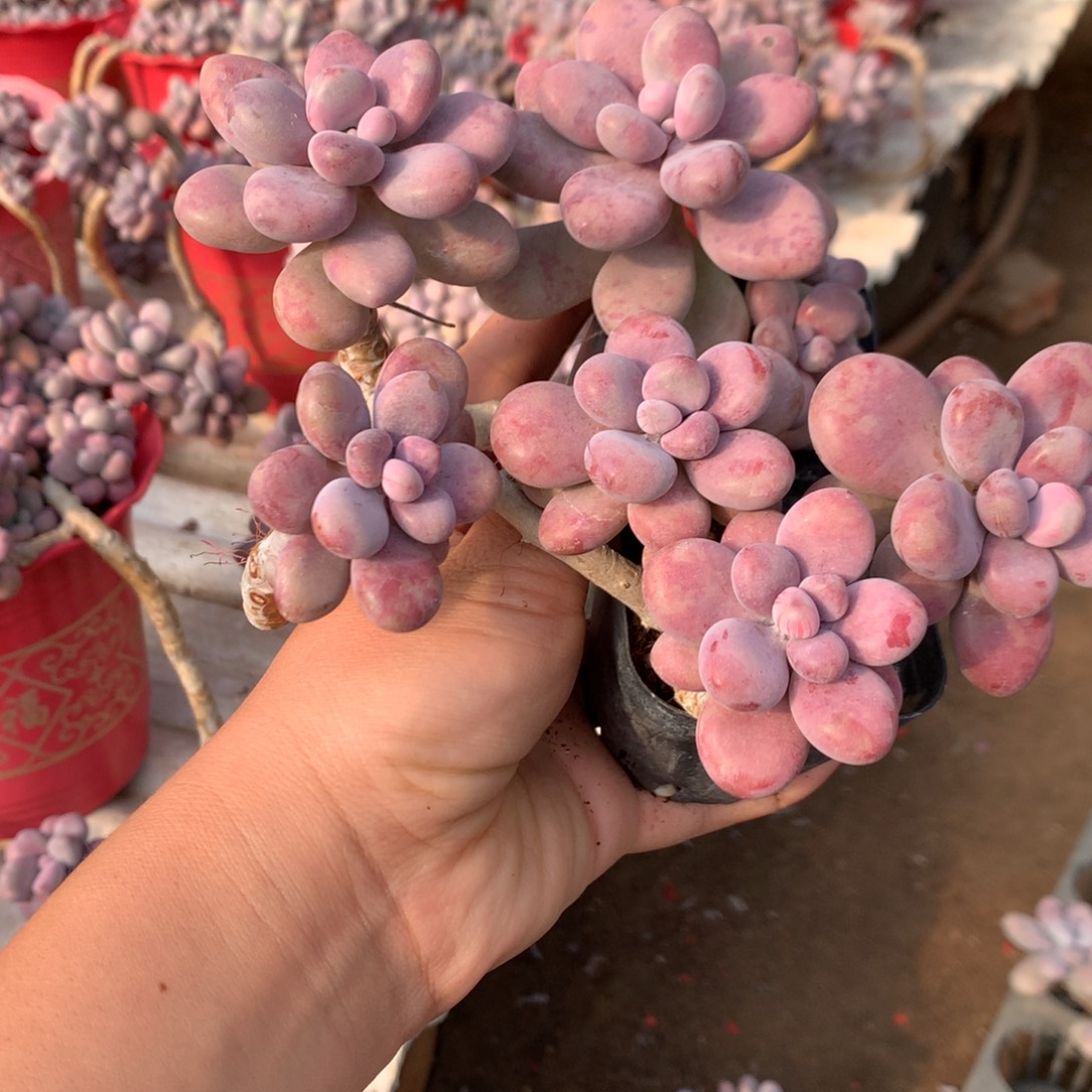 桃蛋老桩两颗不带盆51号