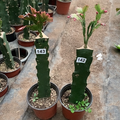 142+143嫁接蟹爪兰：红+黄