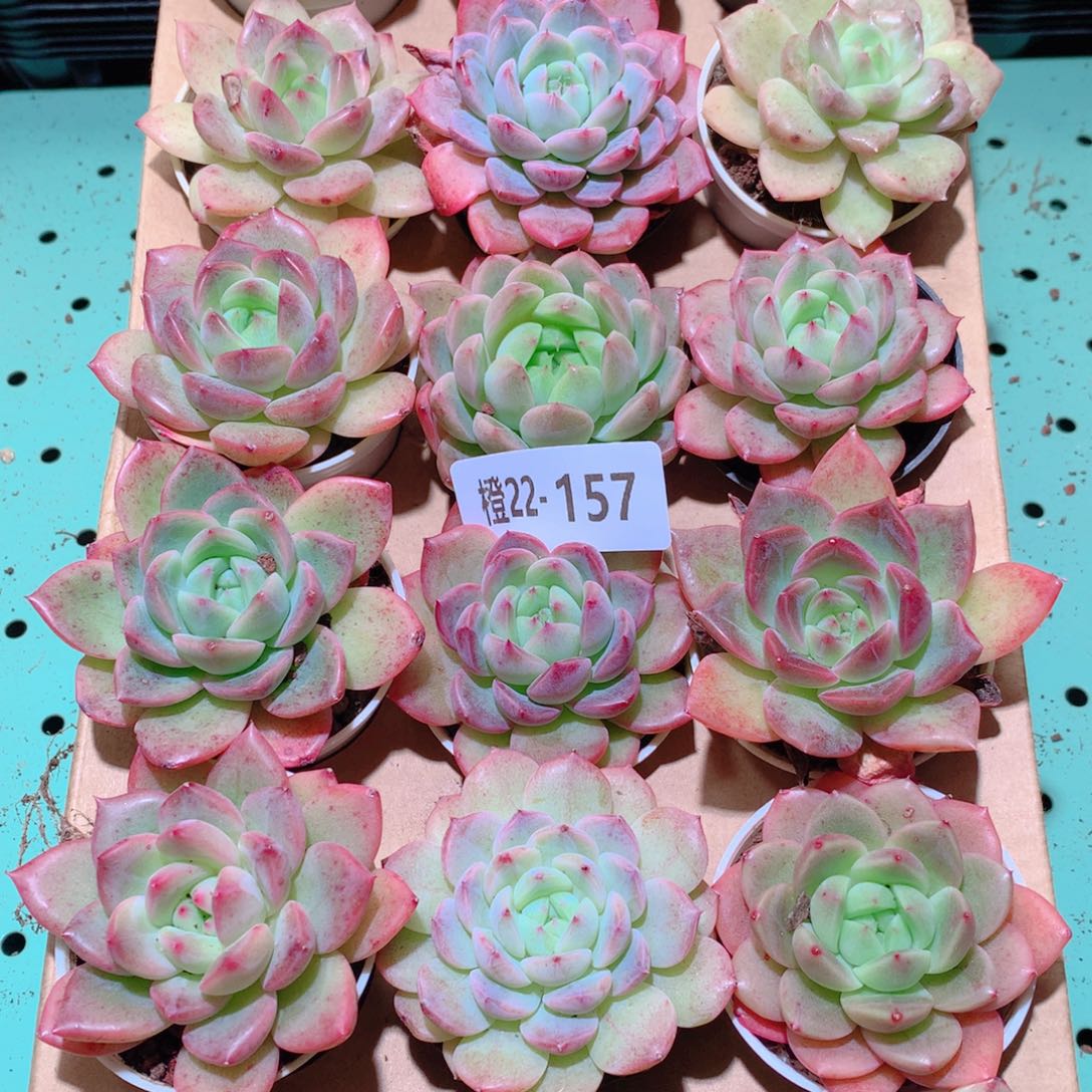 22-157一物一拍多肉带盆18颗
