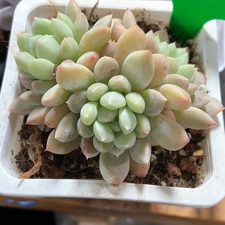 多肉植物百达翡翠922