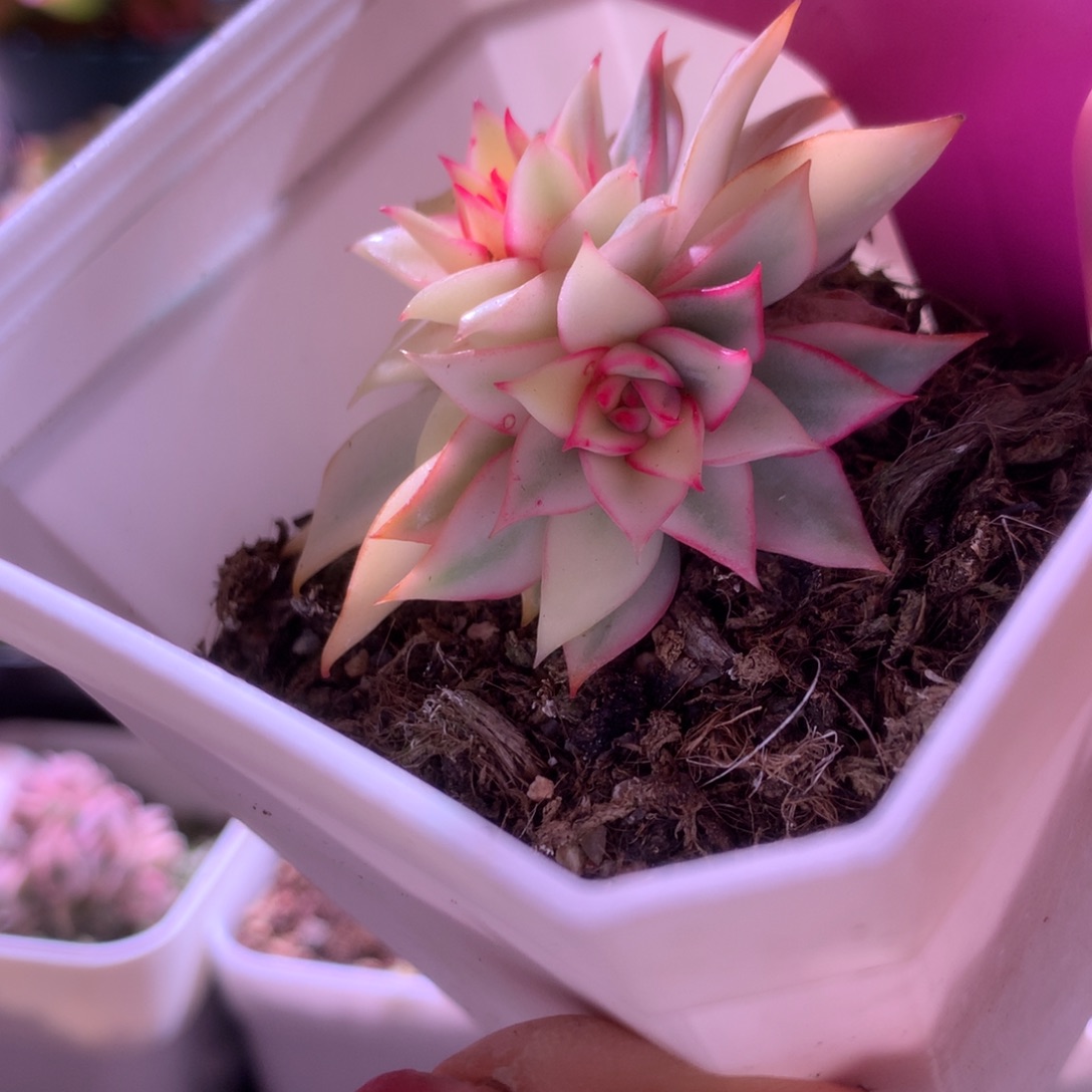 宝莲灯宽覆轮锦有根