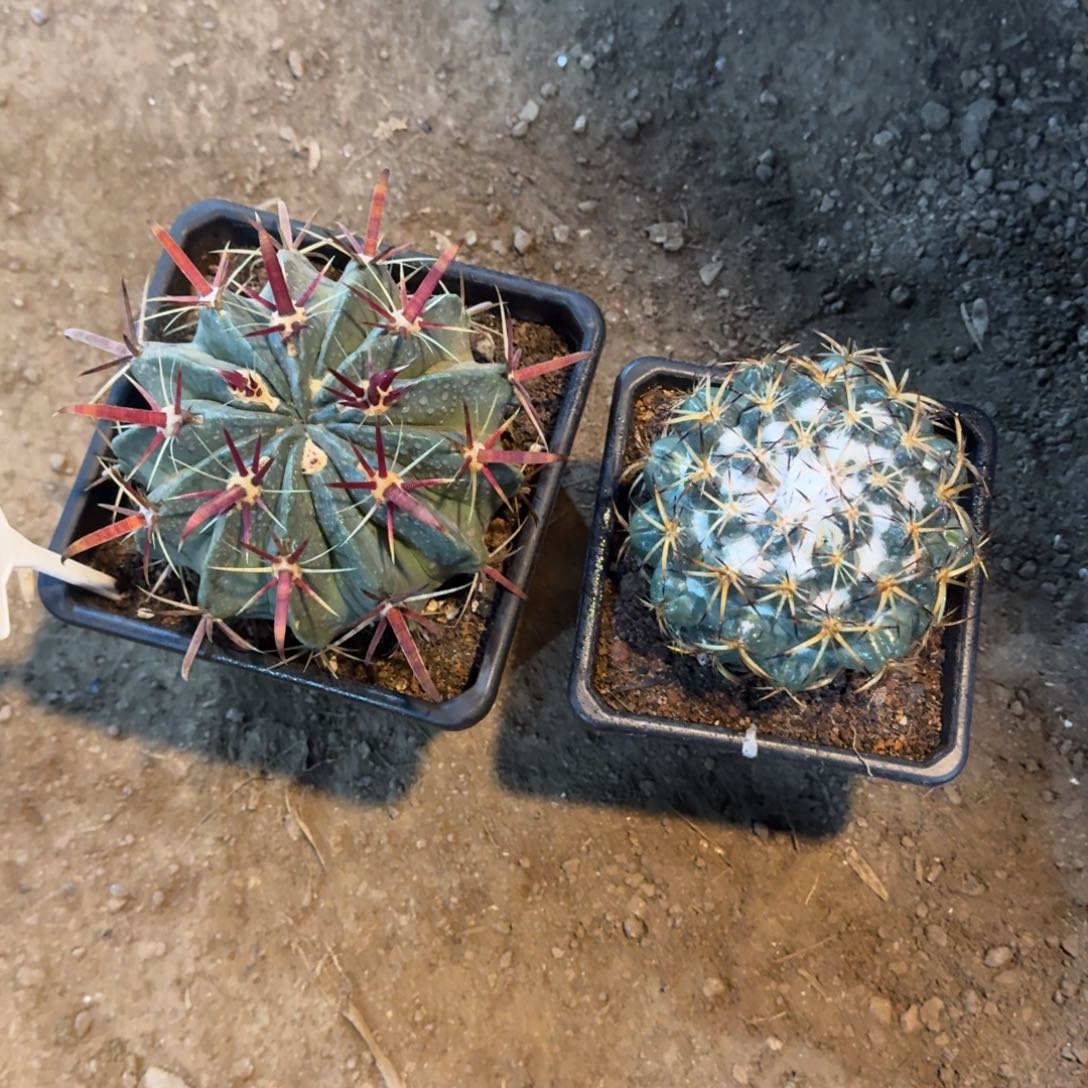 城***中可口可乐了可口可乐