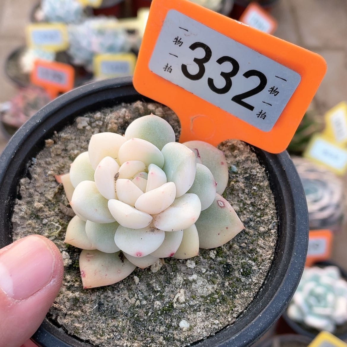 【闪购商品】332号