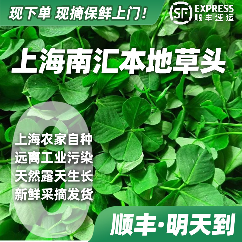 【顺丰·明天到】上海南汇草头1-2斤草头