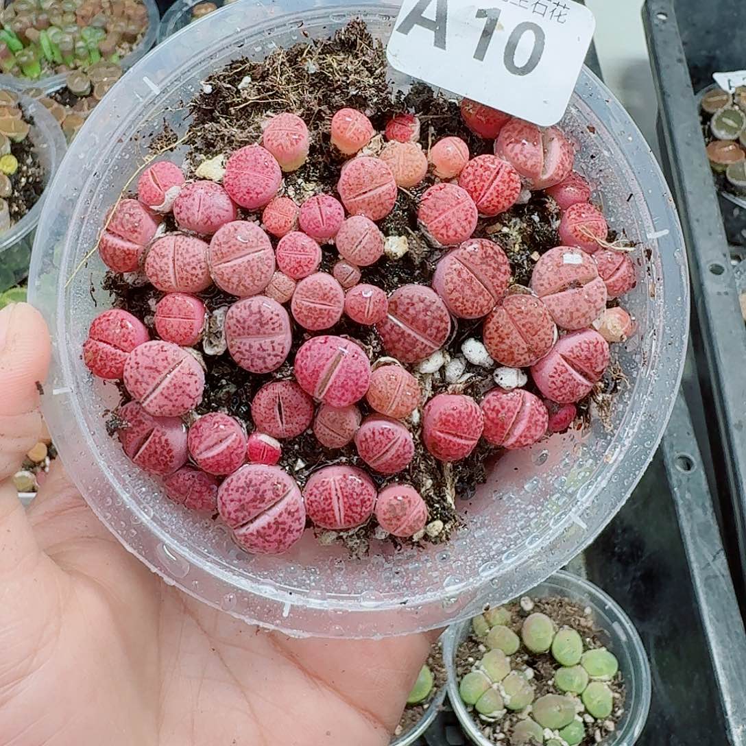 10多肉植物多肉植物