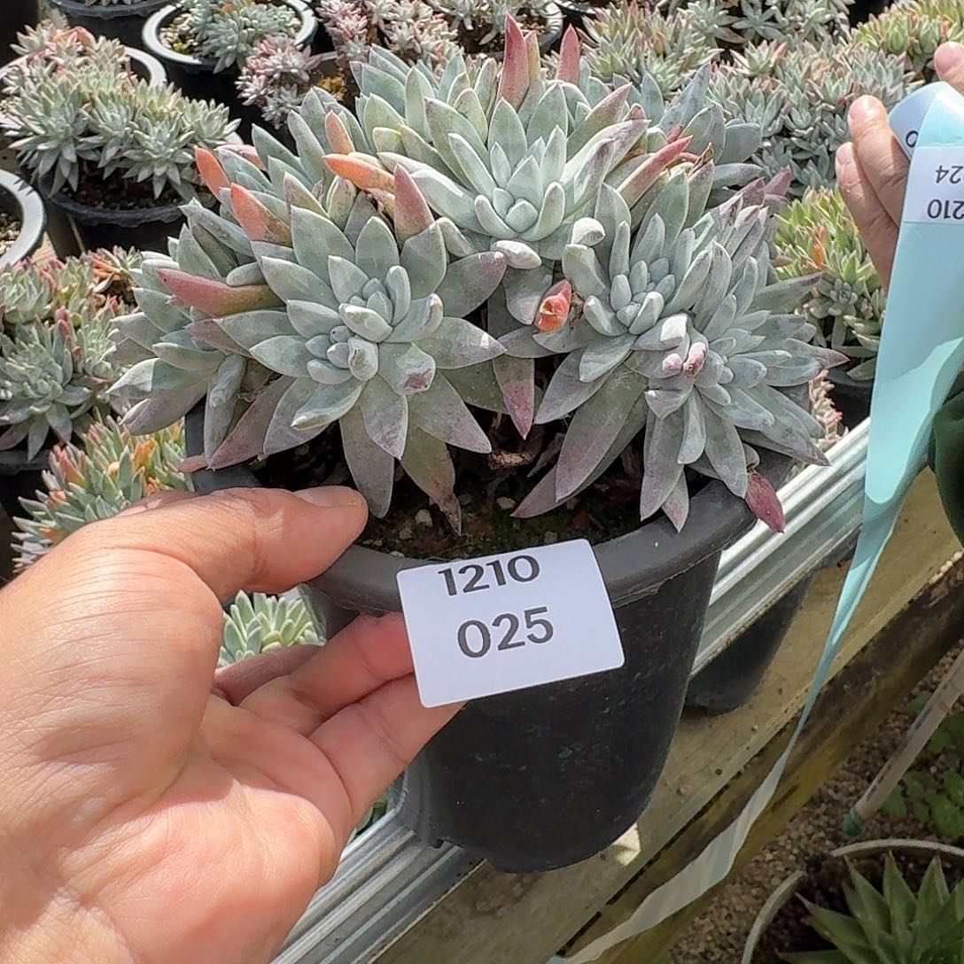 朵***亚多肉植物一物一拍121025