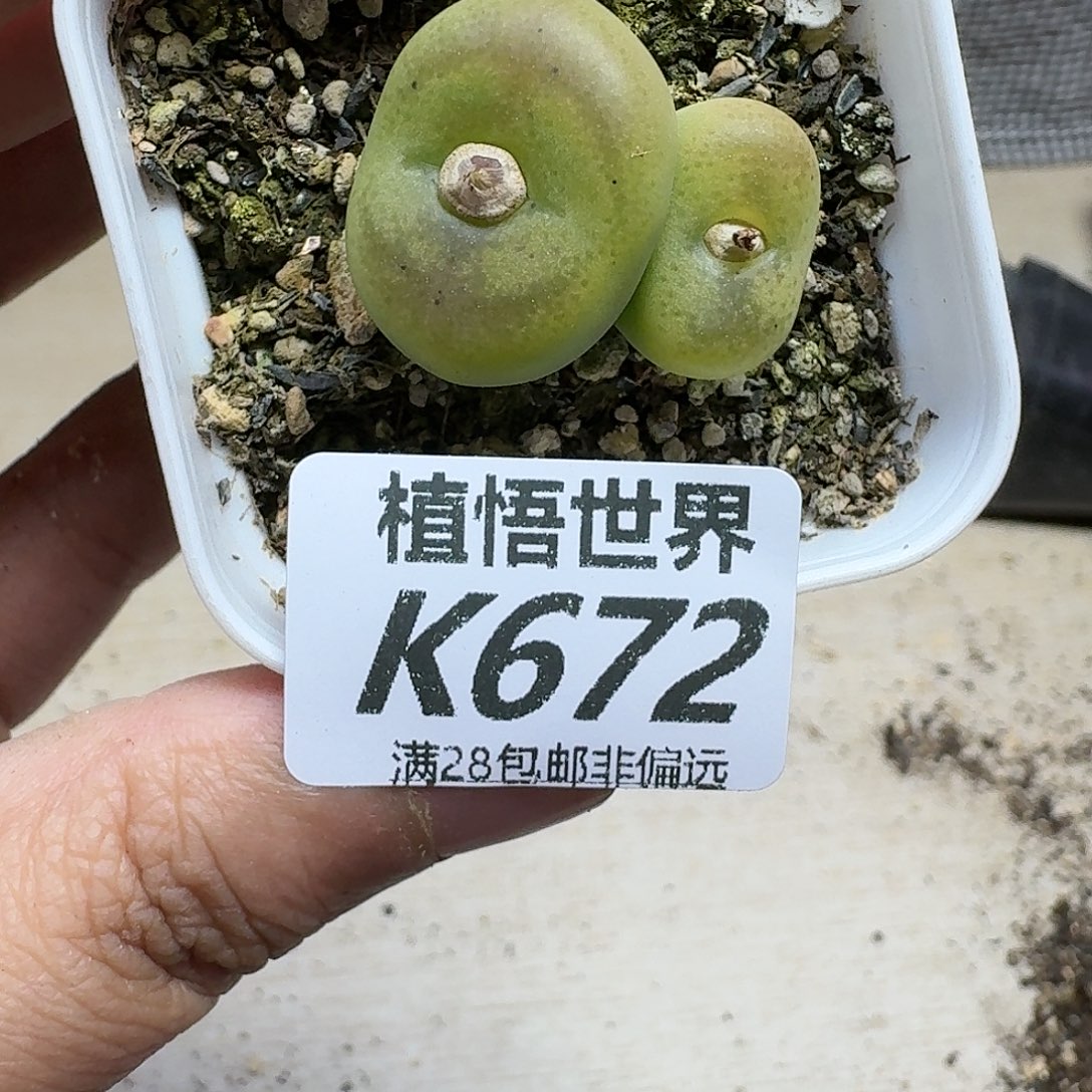 多肉植物的人生ghh