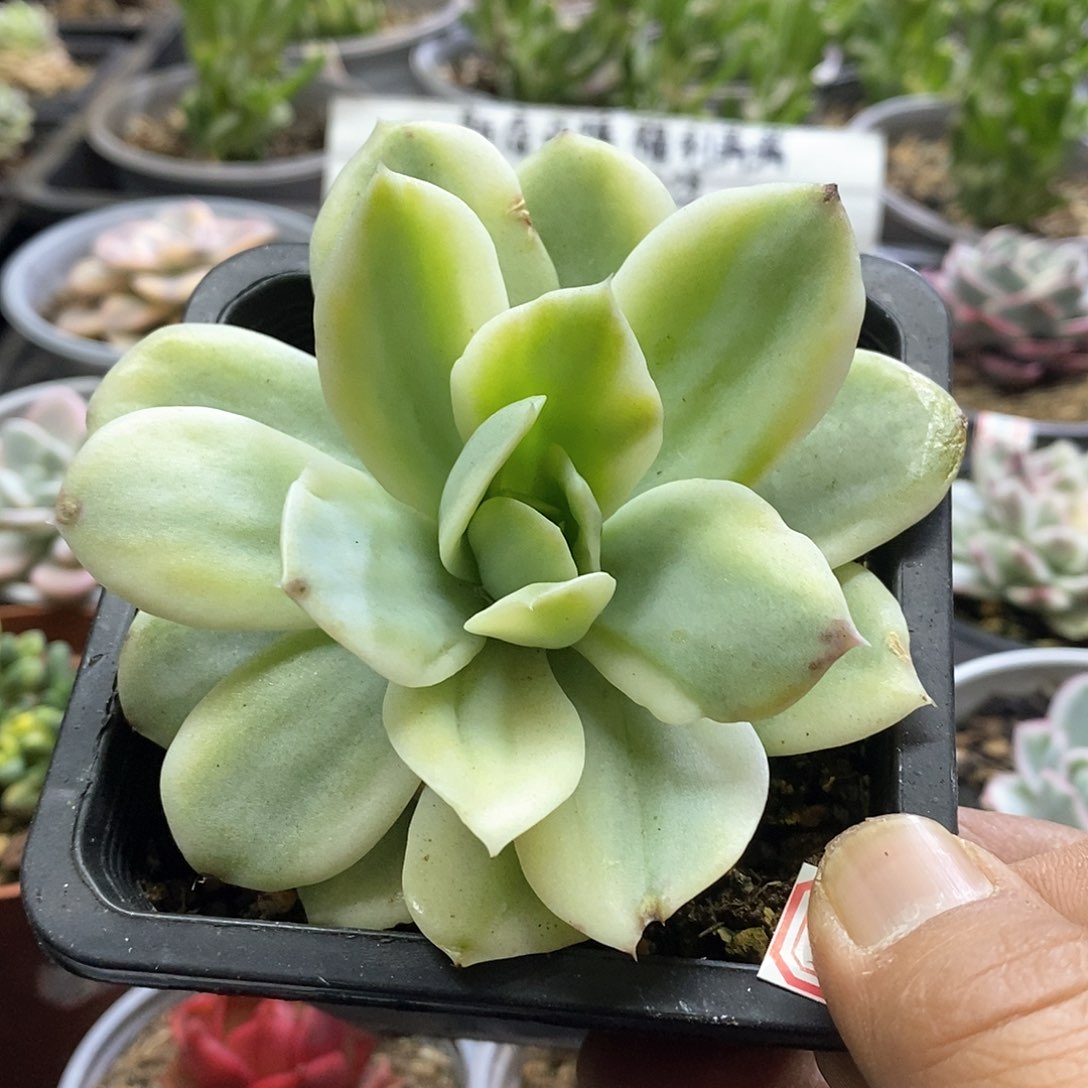 1735小白龙锦多肉