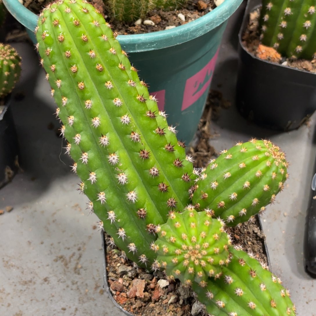 进口金妞金4自根一物一拍3