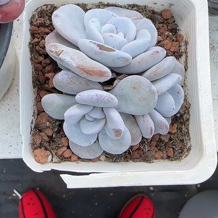 青蛙王子儿童牙膏112121213