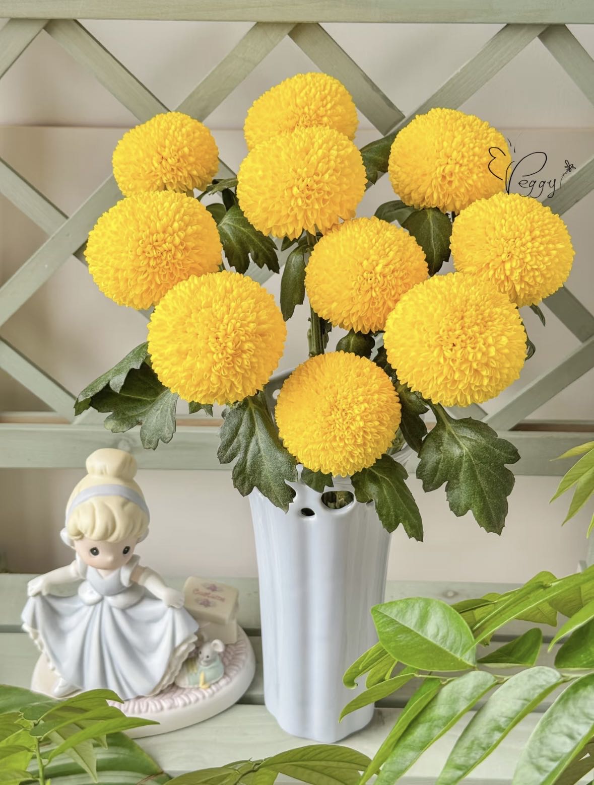  黄色乒乓菊 基地直发