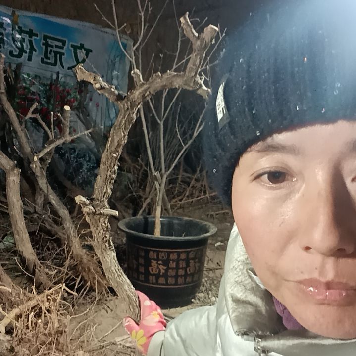 无***g完全开放枸杞树一颗