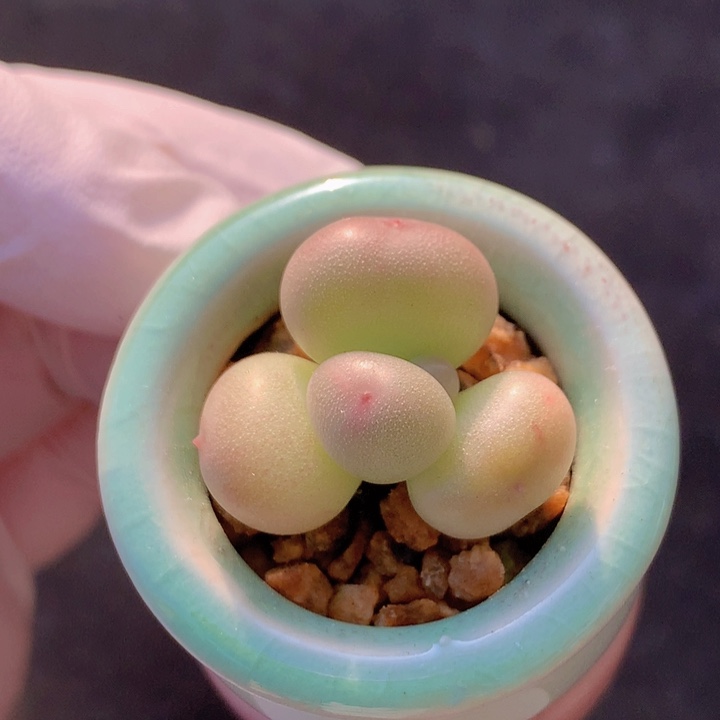 034 萤火虫 胖丁 沙沙