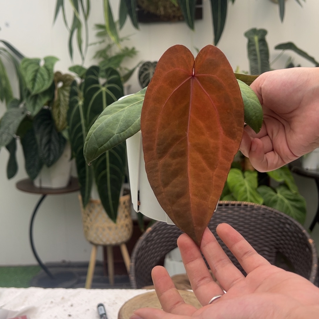 完全开放黑凤凰锦