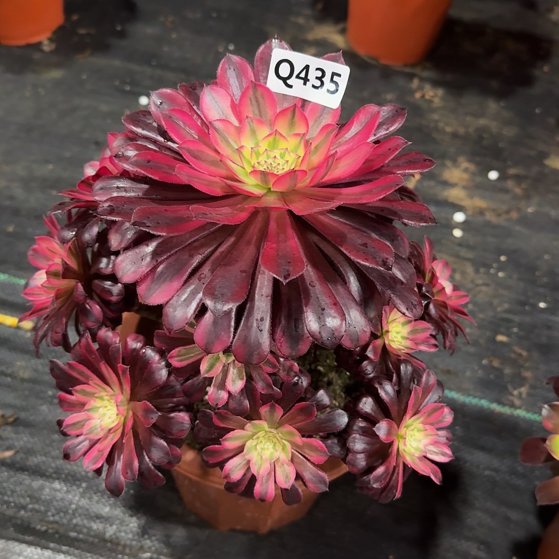 435黑铜白33冠服23左右