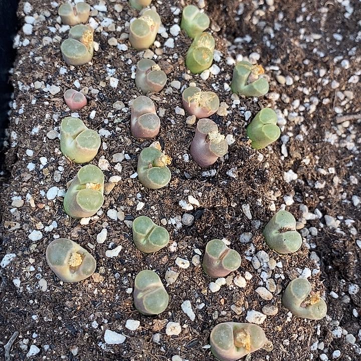 10520一筐全窗磁铁