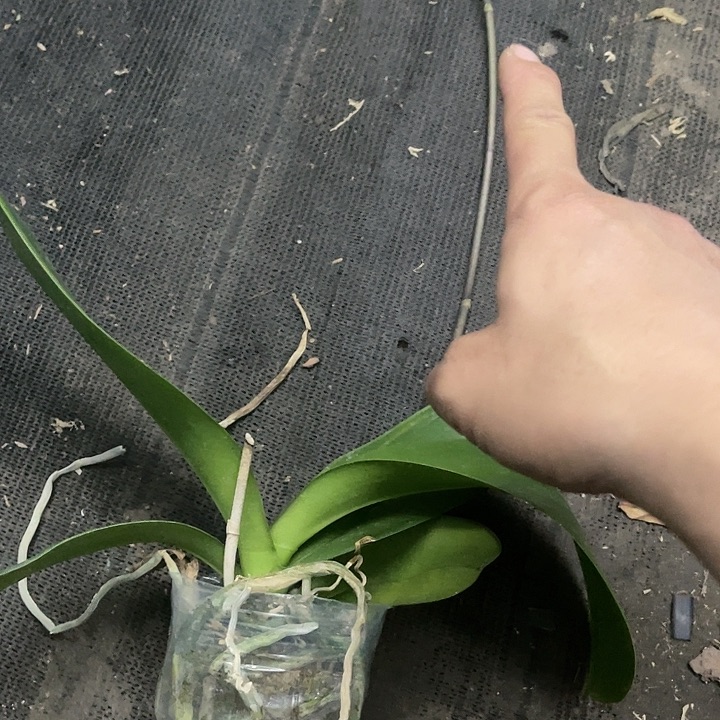 当前无花栽培后可以开花实生开花株