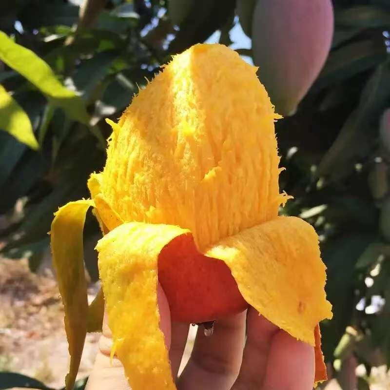 【尝鲜装】海南贵妃热带水果海南特产水果3斤装