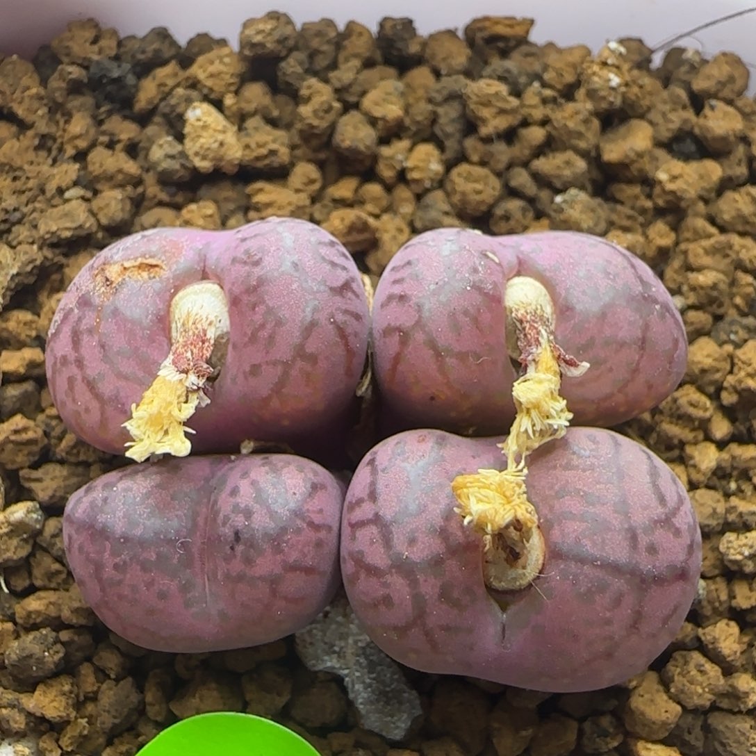 漂漂亮亮多肉植物143