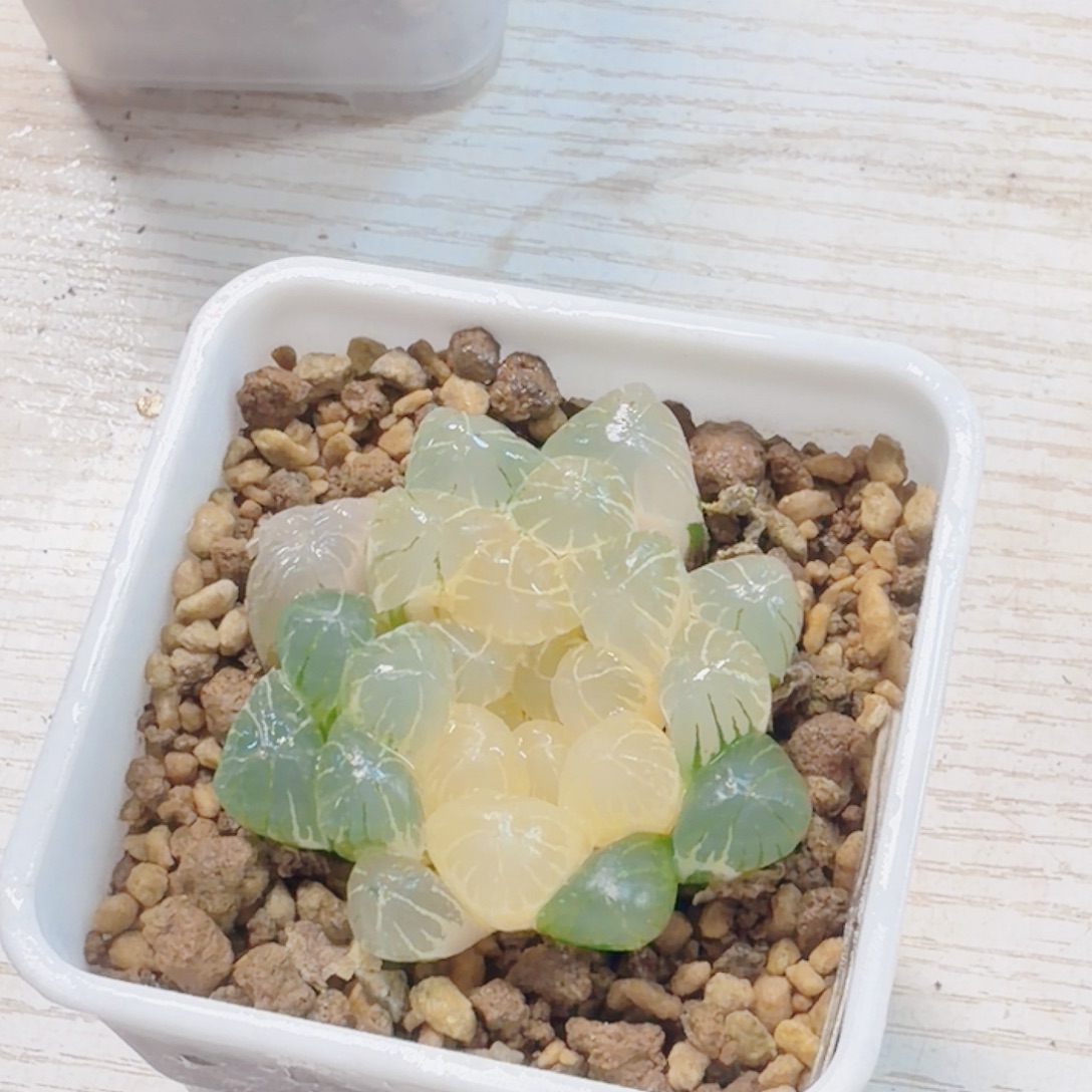 Z***k无花朵十二卷实生冰灯进