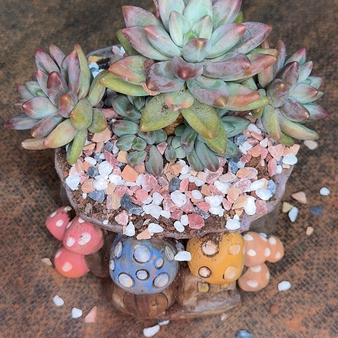 蔬***子摩登多肉植物寄养