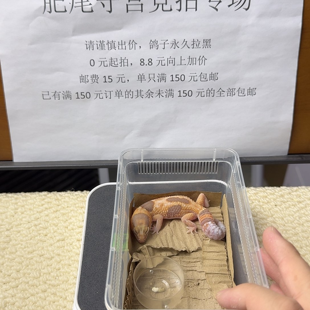 肥尾守宫天花板奶橘 妹妹