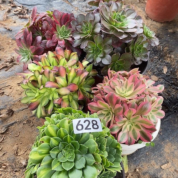 五颗多肉特价不包断628