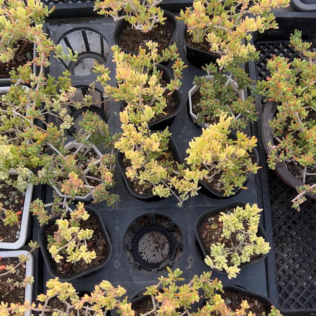 荧光兔阴阳锦黑高盆老桩