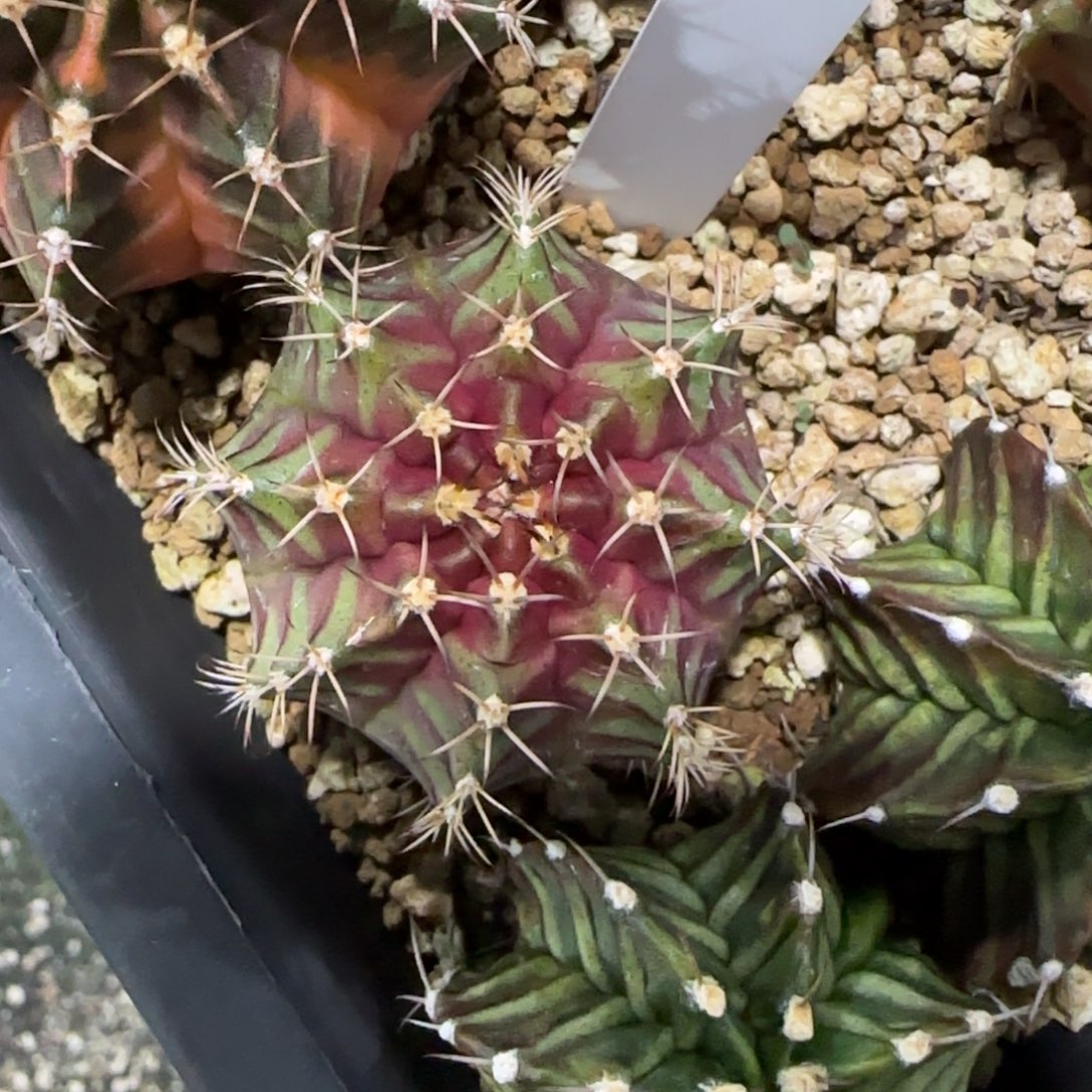 15-0116秋叶原泰国发货多肉