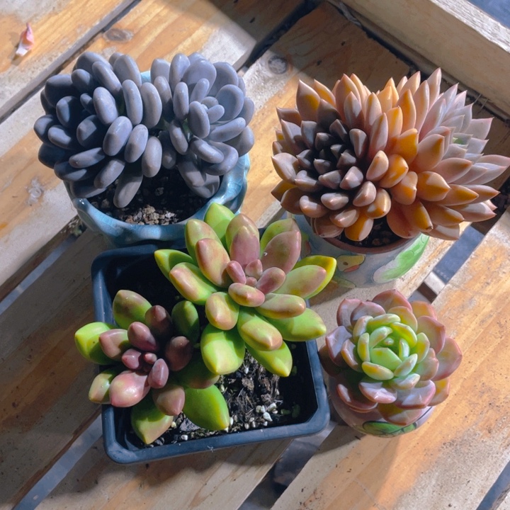 谢谢你的支持000000088