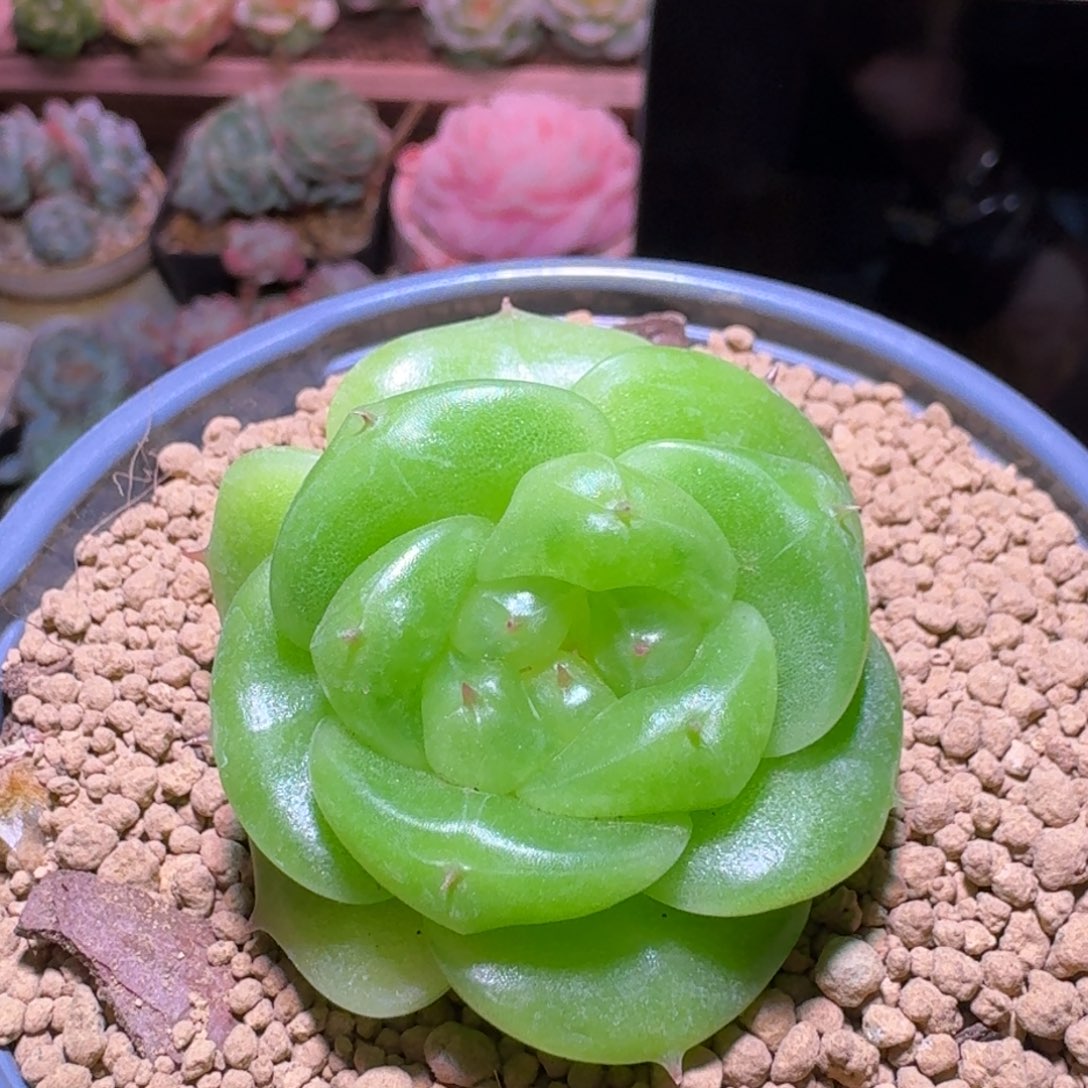 三头宝拉哈哈哈哈