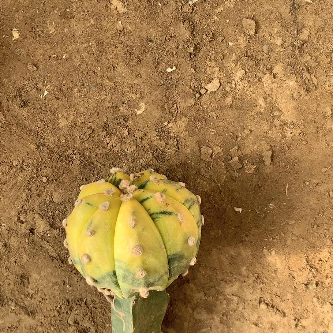 【闪购商品】一兜兜兜