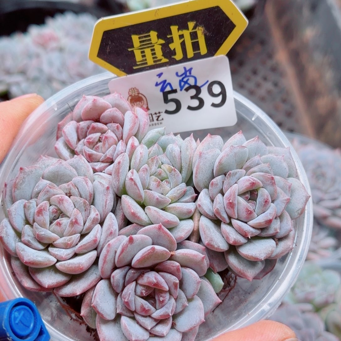 多肉植物多肉植物