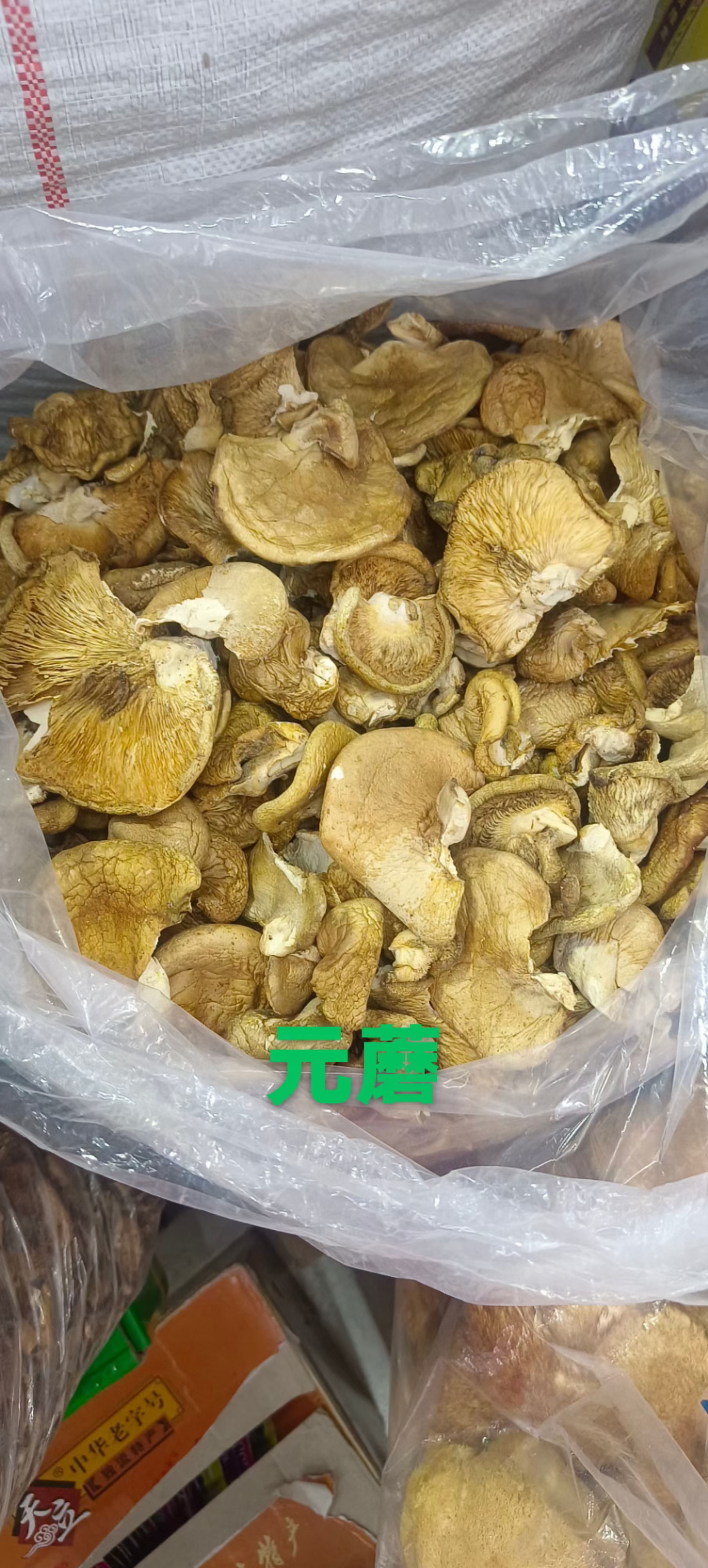 蘑菇元蘑菇，冻蘑菇东北元蘑菇一件250克今年秋天新蘑菇