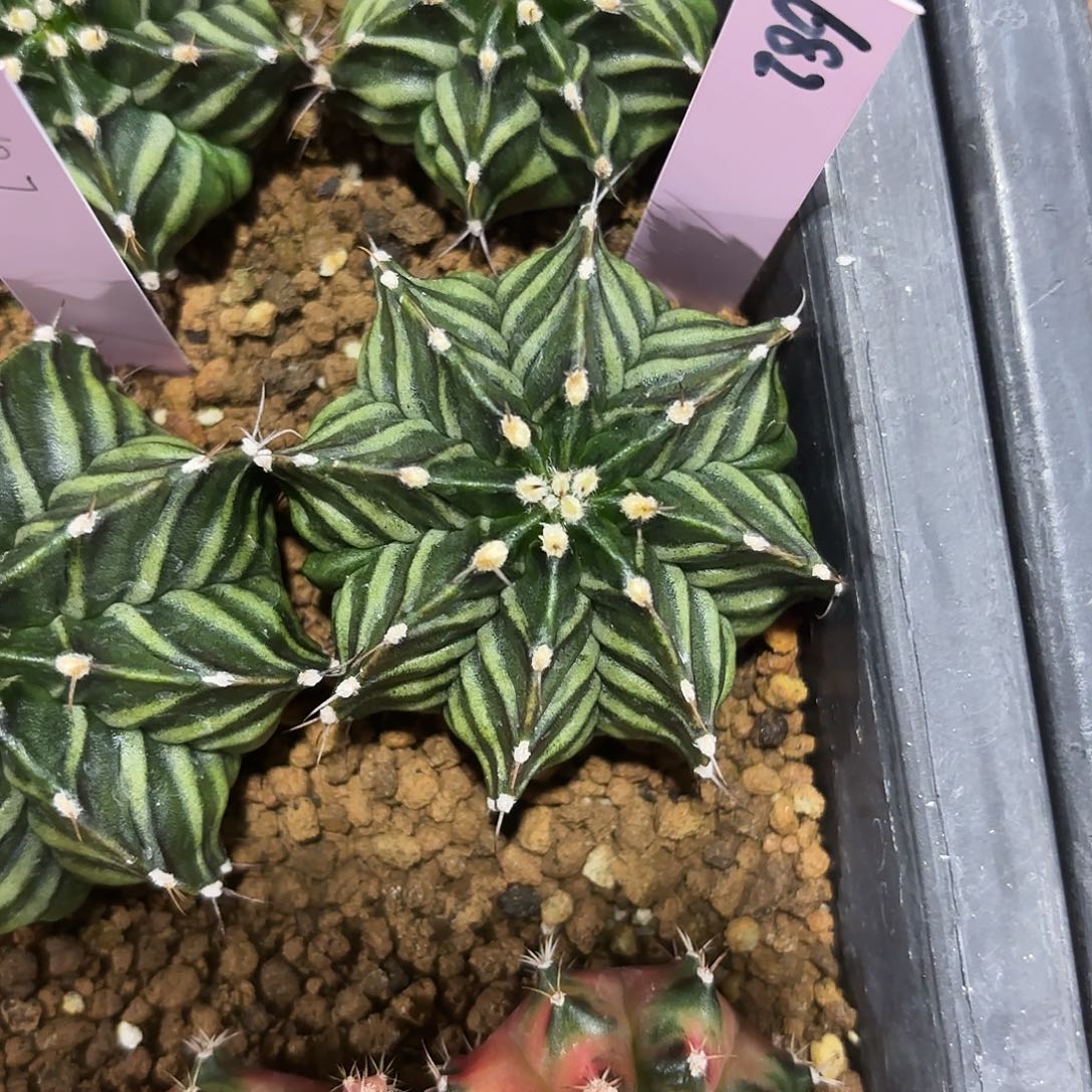 *️****泰国米哈682-0219