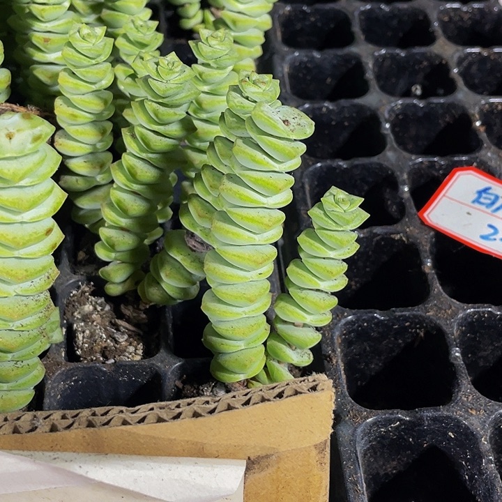 小钱串1元带土发货