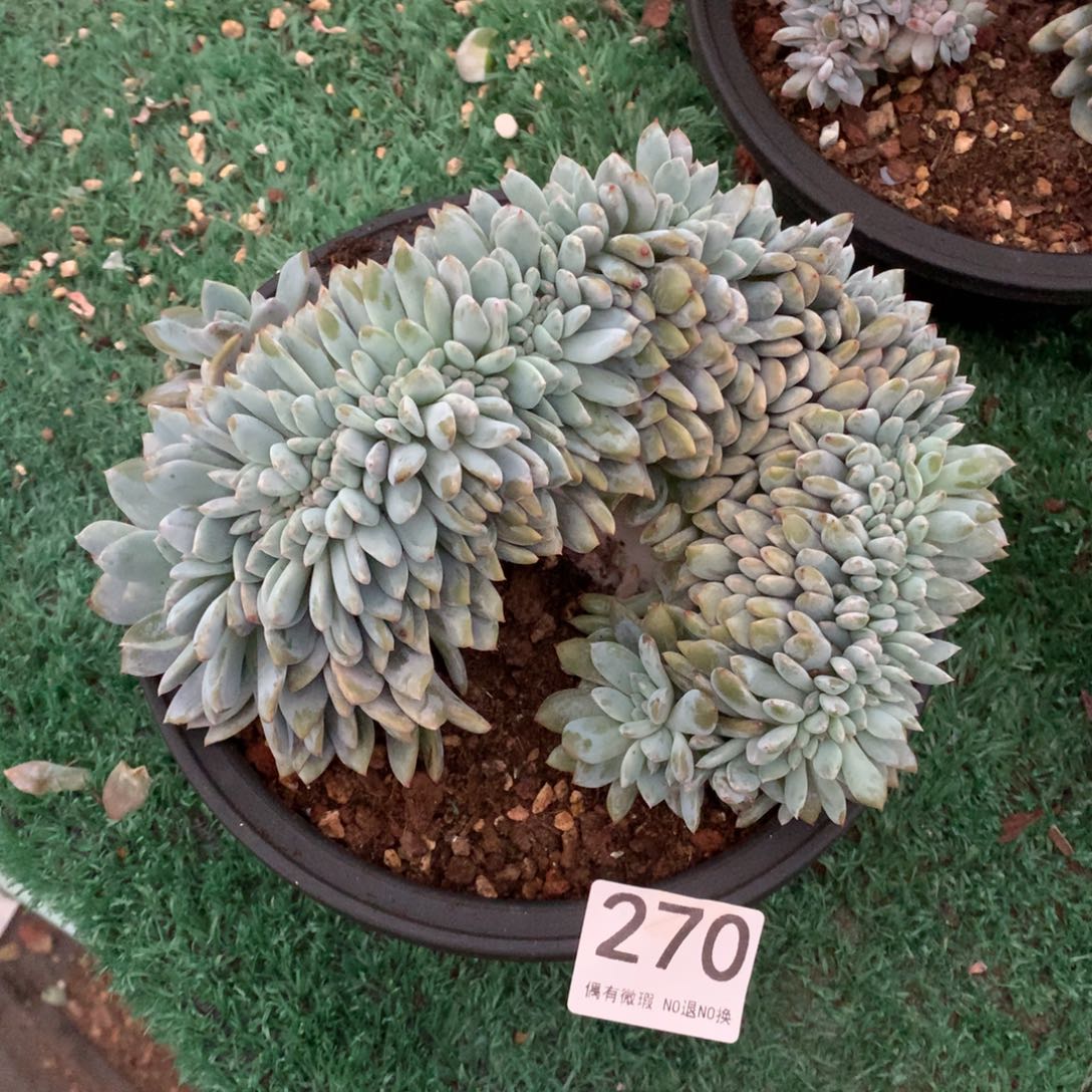 270橙子缀化多肉植物