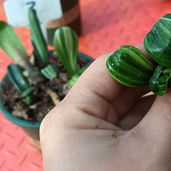 H****庆特色花卉君子兰小苗君