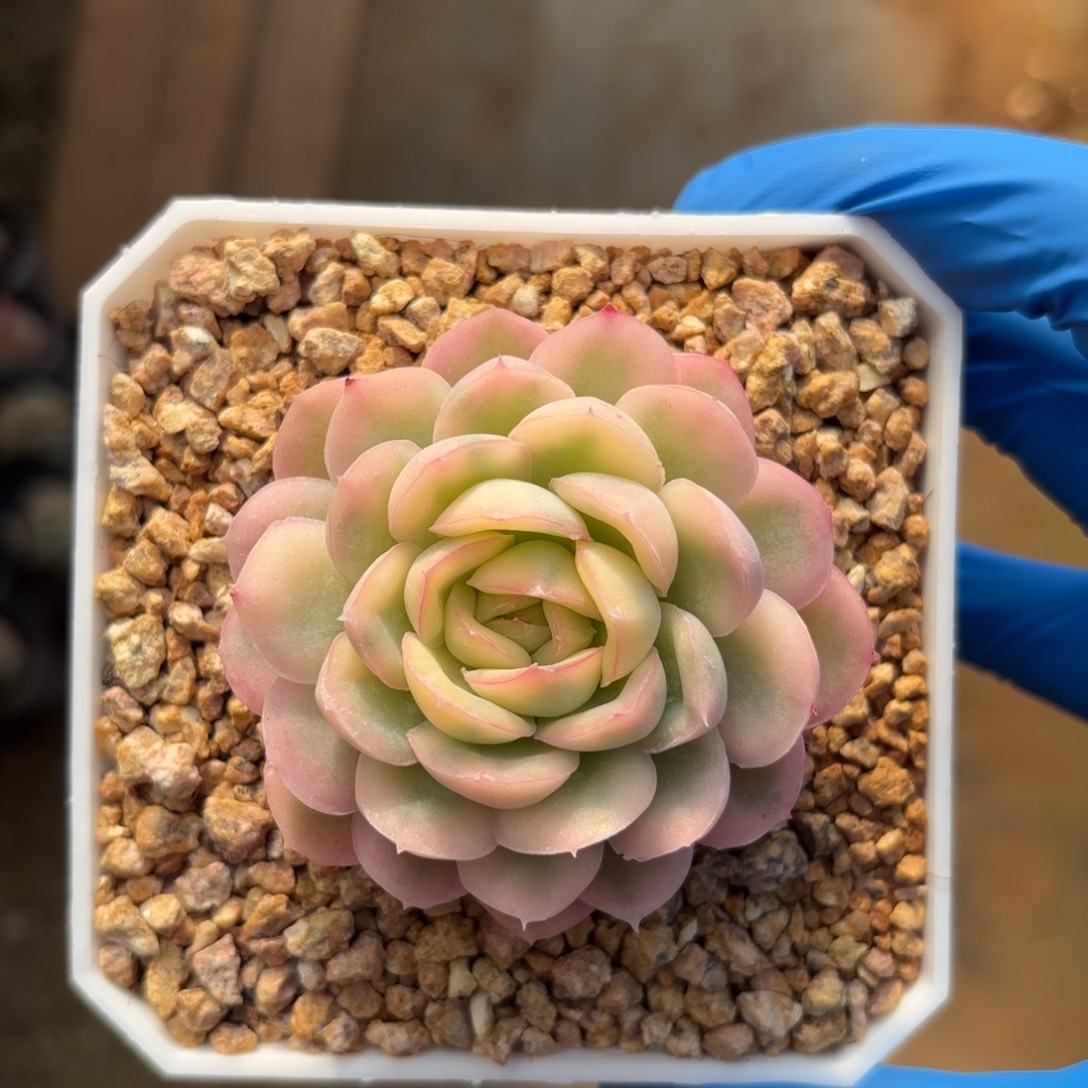 优选草莓冰锦一物一拍