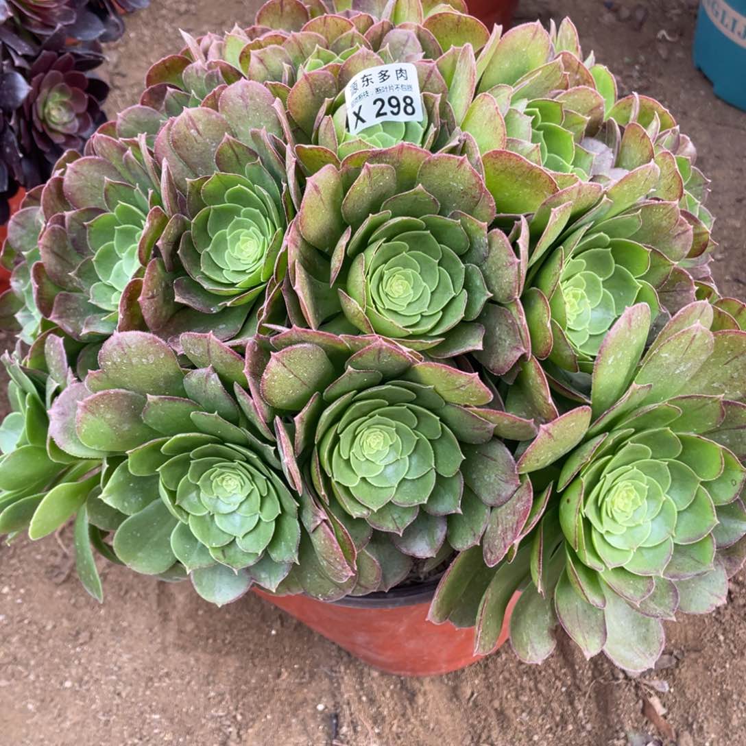 298万圣叶多肉法师断枝不包