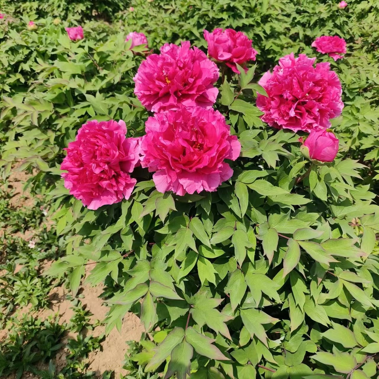 菏泽正宗观赏红色系牡丹花苗旭港现挖现发庭院南北方耐寒耐旱好养