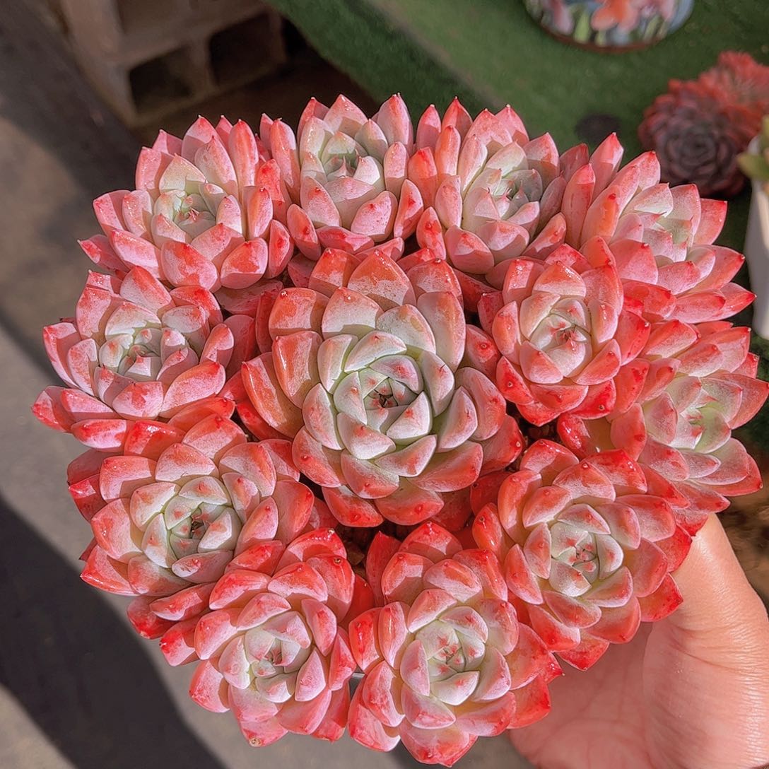 极品如梦令精品多肉