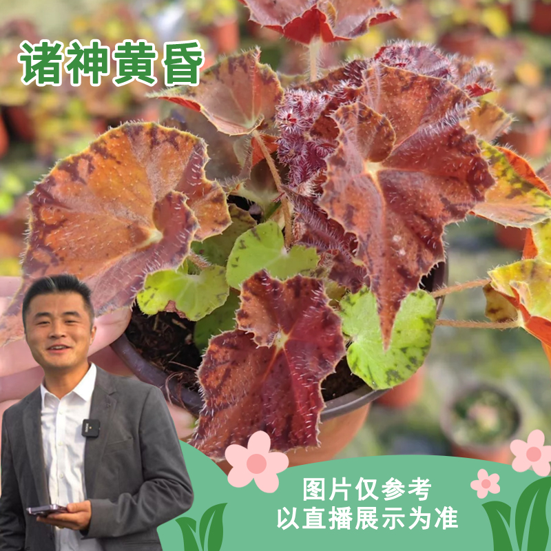 【热值馆】诸神的黄昏热带植物绿植花卉植物室内高端植物观赏