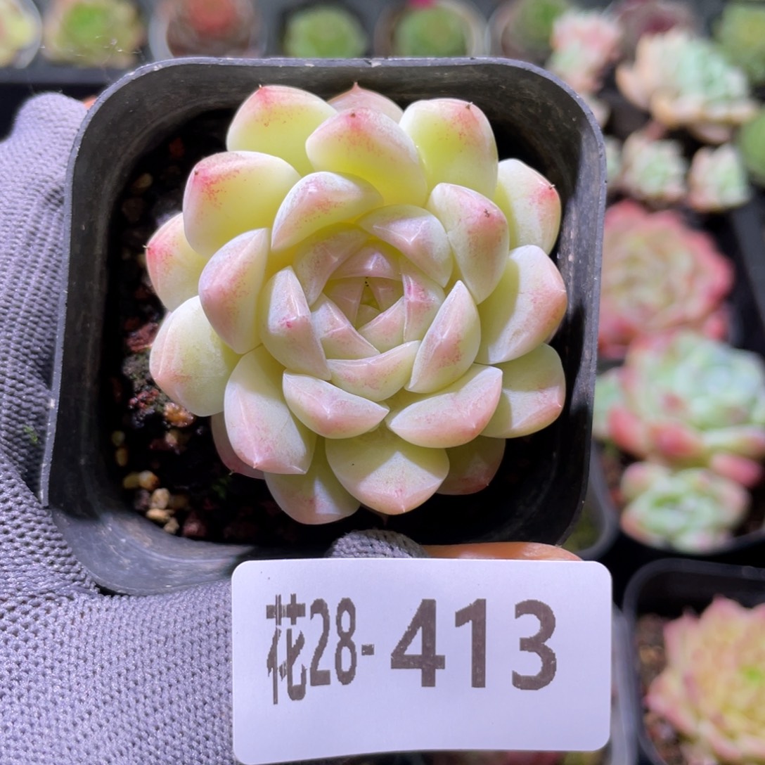 花利美28-413明月心