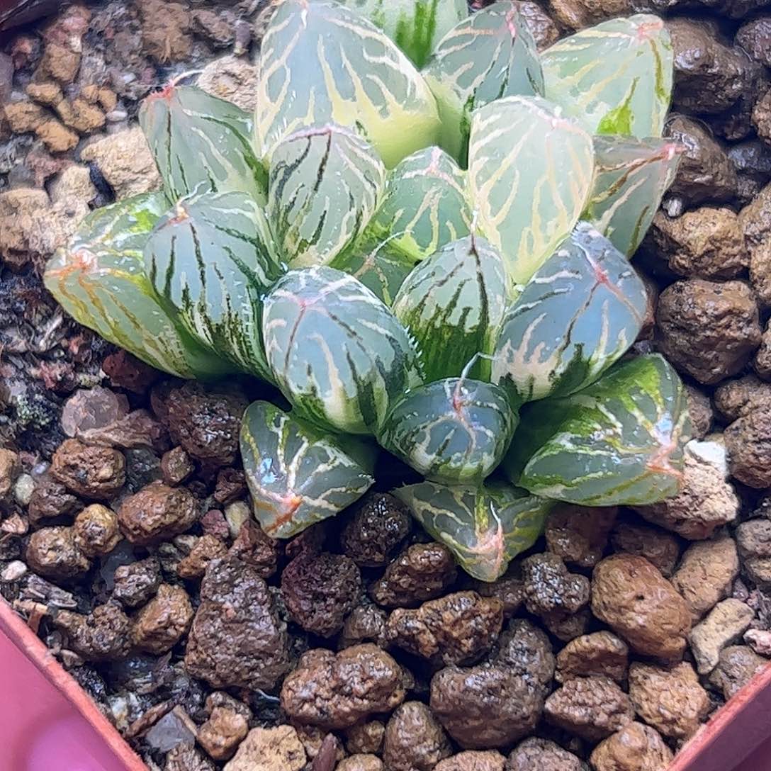 胭脂锦十二卷多肉